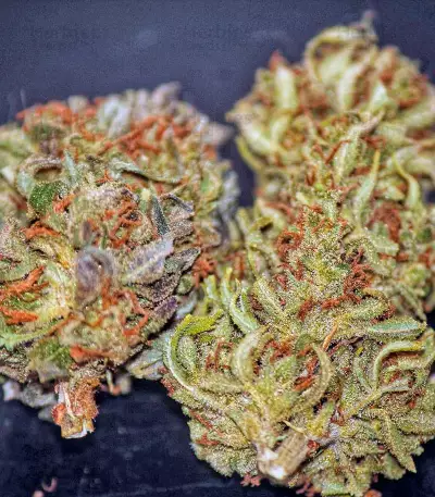 Moby Dick #2 Seeds