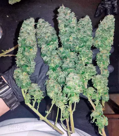 Northern Light feminized seeds (Nirvana Seeds)