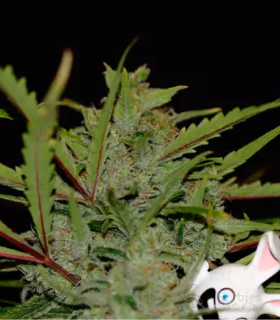 SexBud feminized seeds