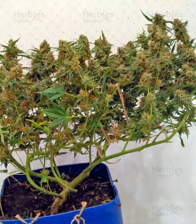 Sugar Mango Ryder Auto (World of Seeds)