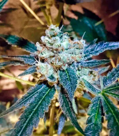 Semi femminizzati UK Cheese Auto