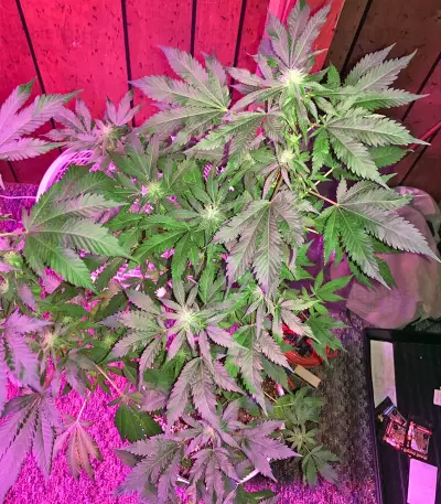 Ketama feminized seeds