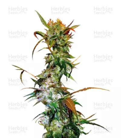 Graines de cannabis VIP Haze (VIP seeds)