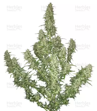 Semi femminizzati Buddha Magnum Auto
