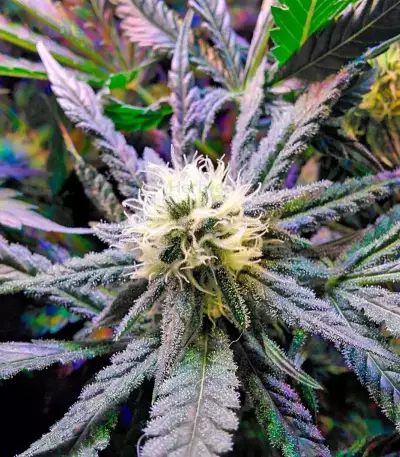 Fruit Punch (Heavyweight Seeds)