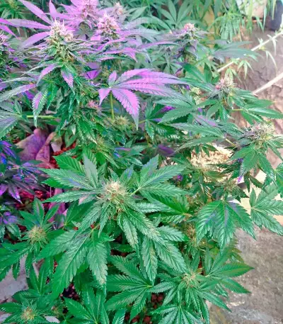 Lithium OG Kush Seeds