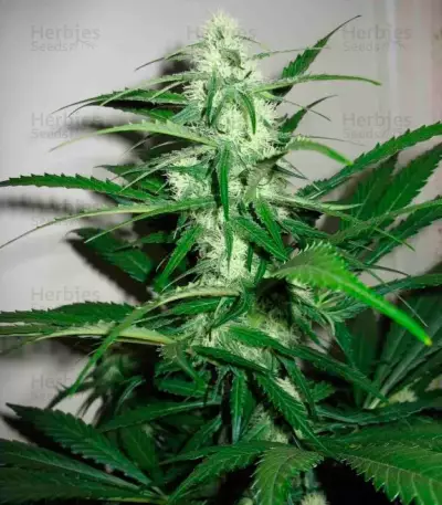 Sugar Black Rose (Delicious Seeds)