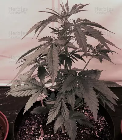 2 Fast & 2 Vast Auto Seeds