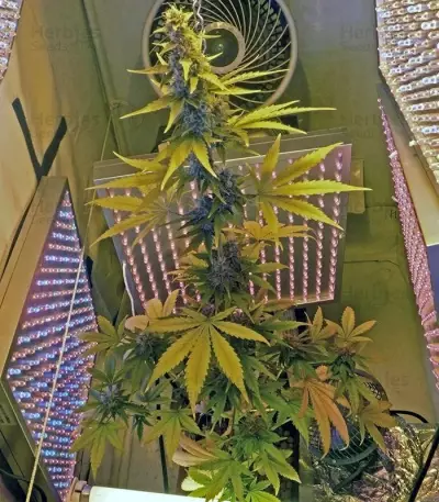 60 Day Wonder Autoflower (DNA Genetics)