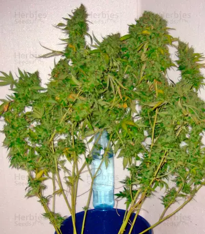 AK-47 Seeds