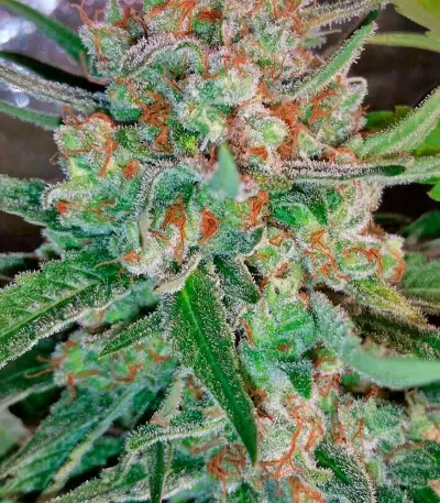 AK-48 Seeds