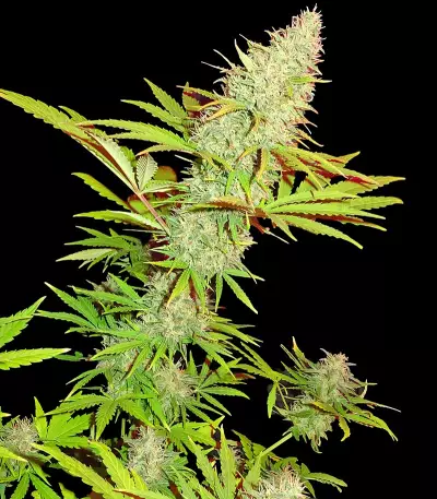 CBD Kong's Kush Seeds