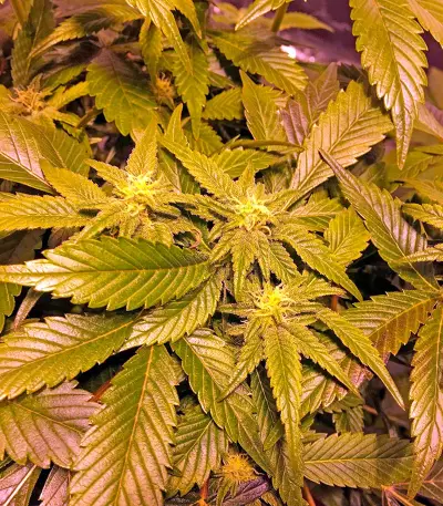 Critical Kush (Dinafem Seeds)