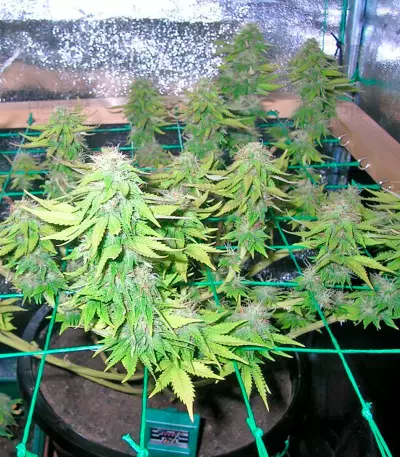 Mazar X White Rhino strain