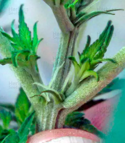 Misty Kush regular (Nirvana Seeds)