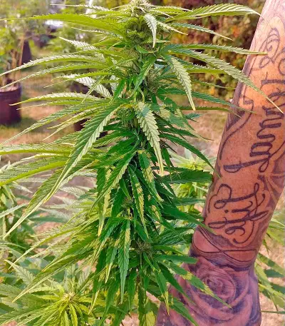 OG Kush (Humboldt Seeds Organization)