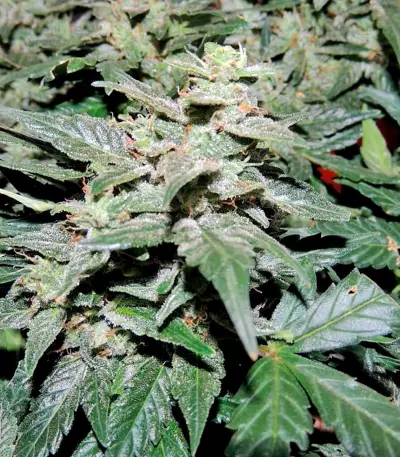 Pakistan Ryder Auto feminized seeds