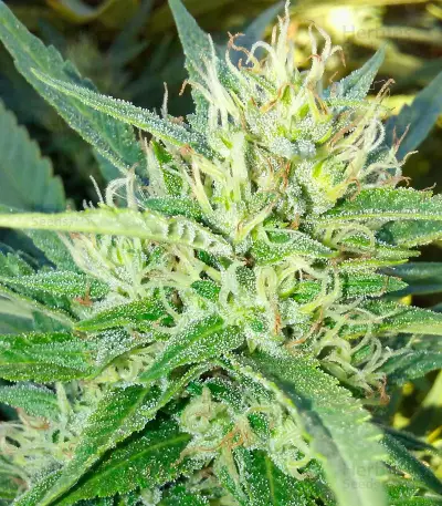 Semi femminizzati Sweet Black Angel di Samsara Seeds