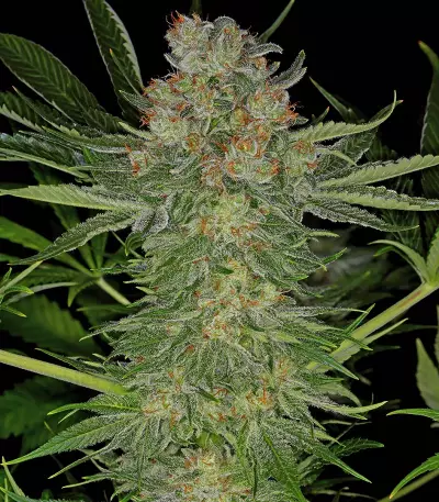 Semi femminizzati di Serious Kush