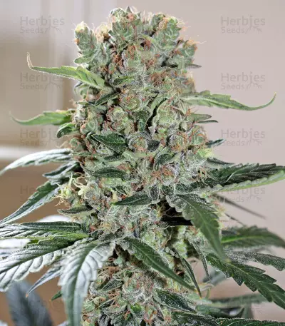 Smile Max Auto (Kannabia Seeds)