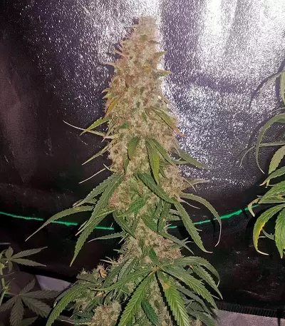 White Widow Autoflowering feminized seeds