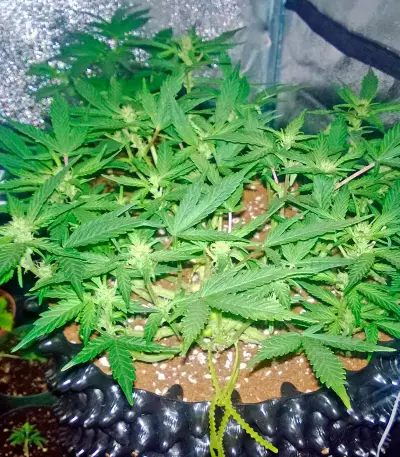 Deep Cheese Seeds