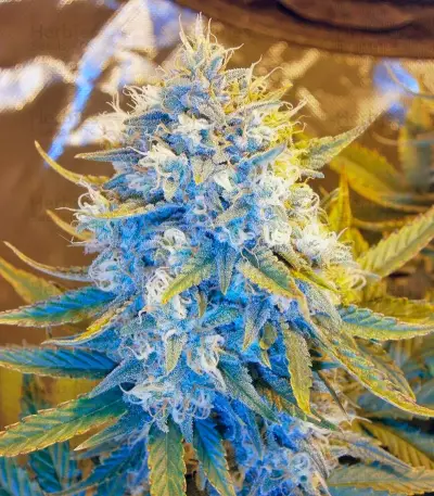 Killer Kush Auto Seeds