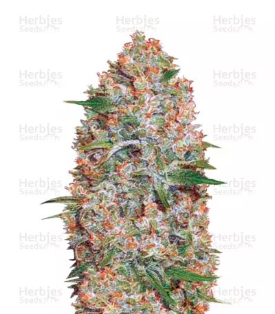 Buy Auto Amnesium feminized seeds