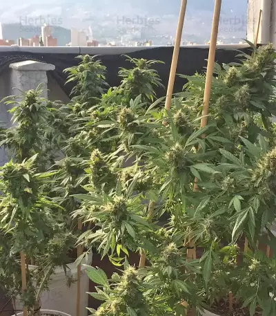 Graines de cannabis Buddha Kraken (Buddha Seeds)