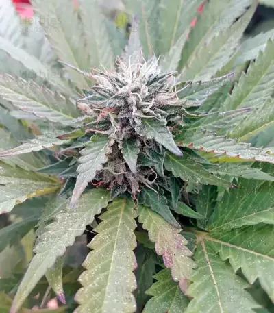 OG Kush feminized seeds (Dinafem Seeds)