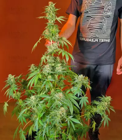 San Fernando Lemon Kush (Sweet Seeds)