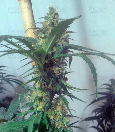 Swiss Cheese regular (Nirvana Seeds)