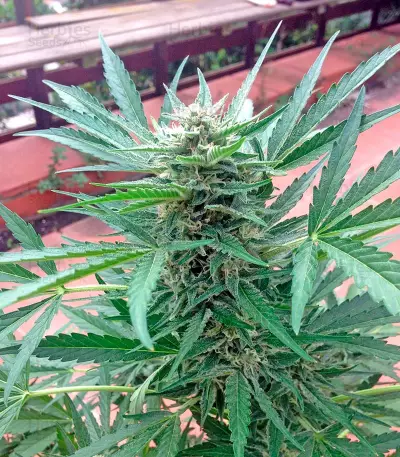 00 Hashchis (00 Cheese) Seeds