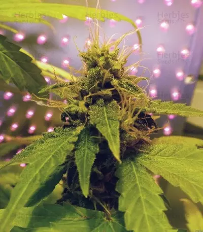60 Day Wonder Autoflower (DNA Genetics)