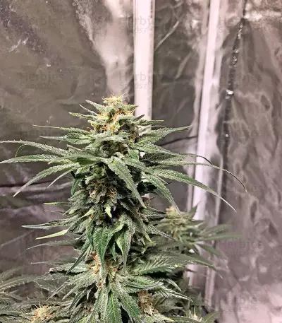 AK 48 strain