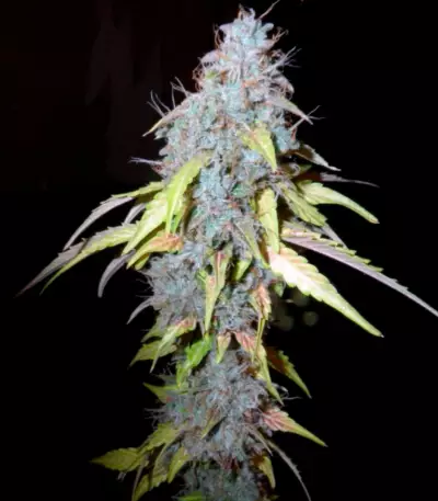 Auto Northern Lights (Pyramid Seeds)