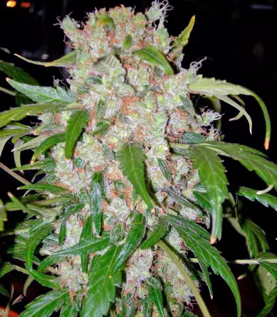 Graines de cannabis Auto Wembley (Pyramid Seeds)