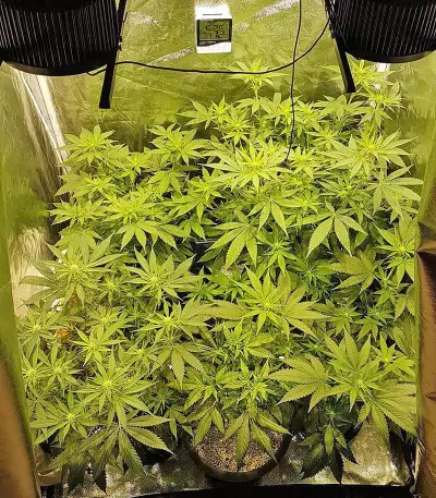 Big Bud (Vision Seeds)