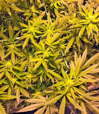 Graines de cannabis Blue Cheese (Dinafem Seeds)