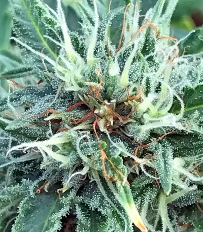 Blue Critical Autoflowering Seeds