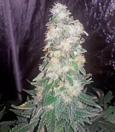 Bubba Kush feminized seeds (Humboldt Seeds Organization)