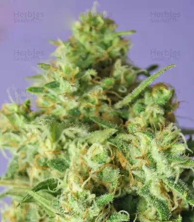 Bulk Smash Auto feminized seeds