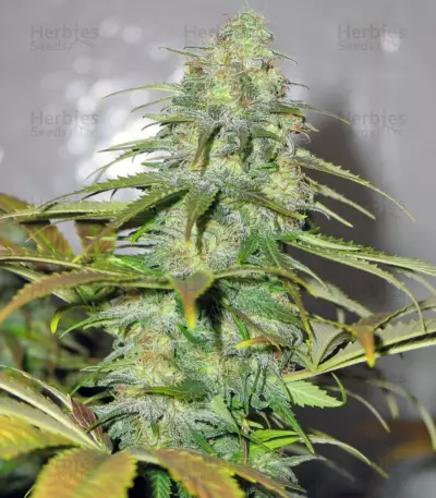 Californian Orange (Dutch Passion)
