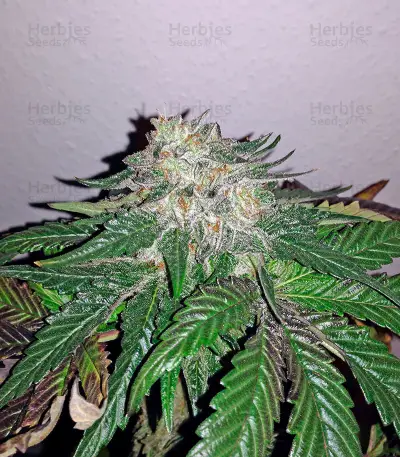 Semi femminizzati di Caramel Kush