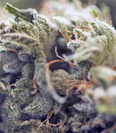 Critical Kush Auto/Critical Rapido Auto (Barney's Farm)