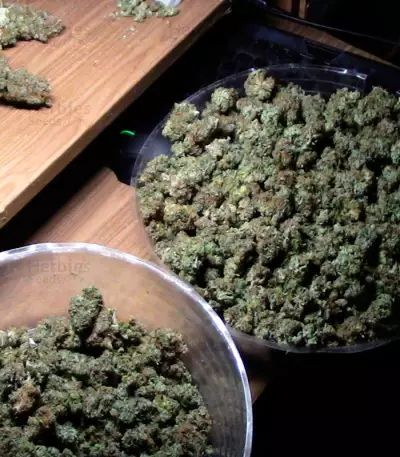 Dizzy Lights Auto feminized seeds