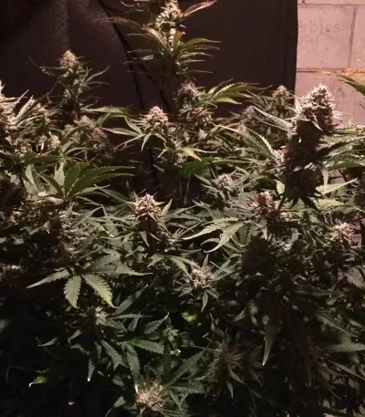 Graines de cannabis Fast & Vast Auto (Heavyweight Seeds)