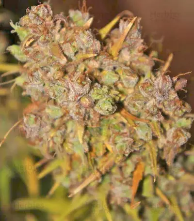 Grapefruit Auto Seeds