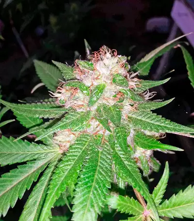 Mataro Blue (Kannabia Seeds)