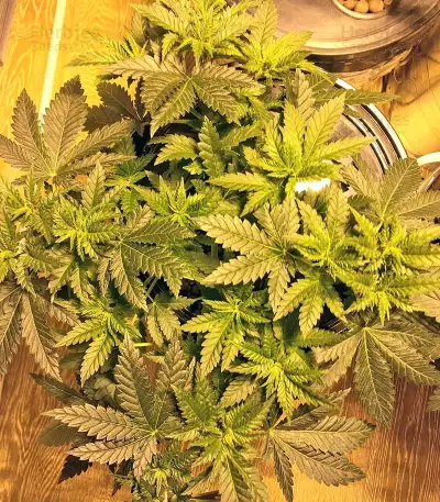 Money Bush strain